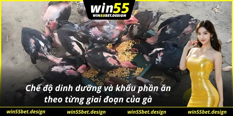 Xây dựng chế độ dinh dưỡng và khẩu phần ăn rất quan trọng trong từng giai đoạn của gà