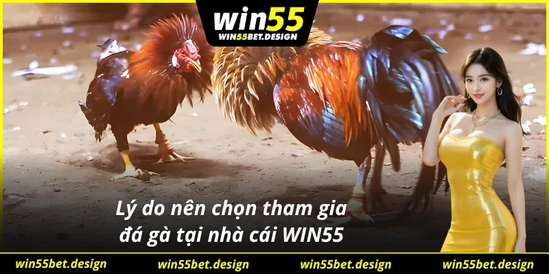 Trải nghiệm đá gà mạng không điểm nào chê được tại nhà cái