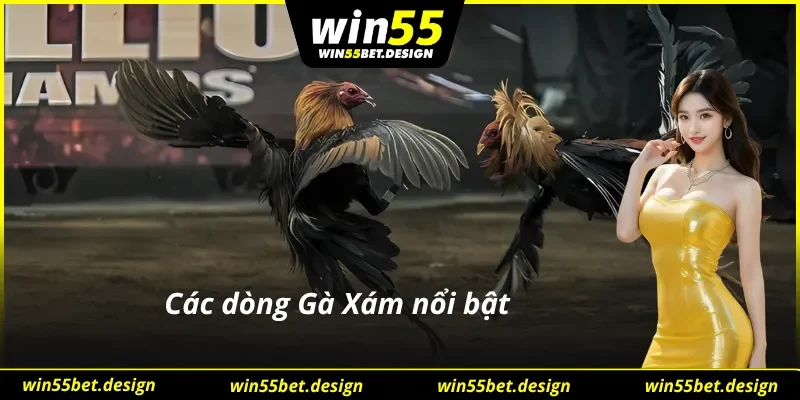 Các dòng Gà Xám nổi bật