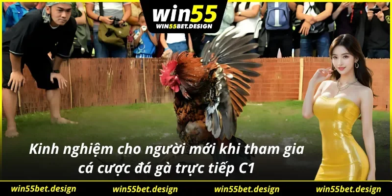 Hướng dẫn xem trực tiếp đá gà