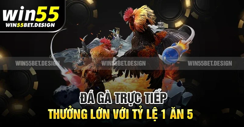 Đá gà trực tiếp – Thưởng lớn với tỷ lệ 1 ăn 5
